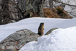 Foto: Murmeltier im Schnee