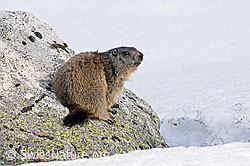 Foto: Murmeltier auf Felsblock