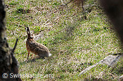 Photo: Hare