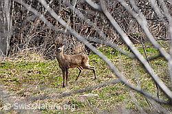 Photo: Rehbock im Unterholz