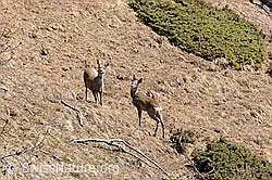 F057097: Rehe (Capreolus capreolus)