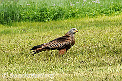 Foto: Greifvogel im Feld