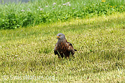 Foto: Raubvogel im Feld