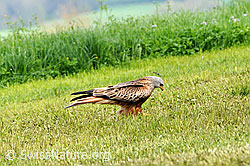 Foto: Raubvogel auf Nahrungssuche