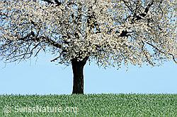 Foto: Blühender Baum (Prunus avium)