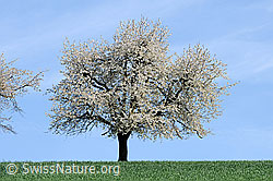 F057196: Blühender Kirschbaum (Prunus avium)