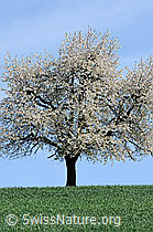 F057197: Blühender Baum (Prunus avium)