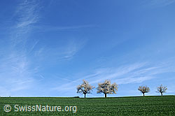 F057199: Blühende Bäume