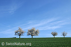 F057201: Blühende Baumreihe