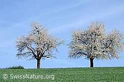 F057204: Zwei blühende Kirschbäume