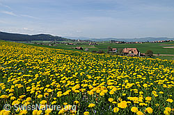 Photo: Frühlingslandschaft mit Löwenzahn