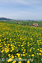 Photo: Blühende Frühlingslandschaft