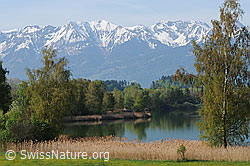 F057243: Schilfgürtel und Spiegelung am Gerzensee