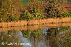 F057266: Spiegelung am Ufer des Gerzensees