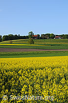 Photo: Rapsfelder