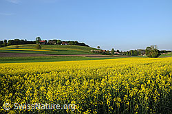 Photo: Blühende Rapsfelder