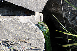 F057459: Smaragdeidechse (Lacerta bilineata) beim Klettern