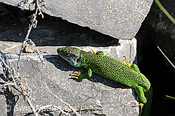 F057462: Smaragdeidechse (Lacerta bilineata) auf Felsblock