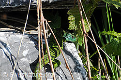 F057475: Getarnte Smaragdeidechse (Lacerta bilineata)