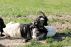 Photo: Ziegen