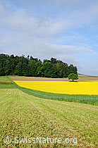 F057811: Kulturland mit Rapsfeld