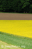 F057812: Rapsfeld und Acker