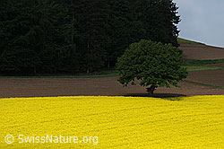 F057814: Baum am Rapsfeld