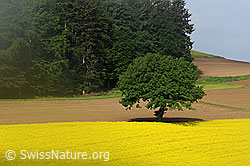 F057815: Baum und Rapsfeld