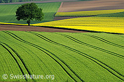 F057818: Kulturland mit Baum und Rapsfeld