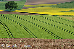 F057819: Baum in Kulturland mit blühenden Rapsfeldern