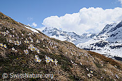 F057848: Pelzanemonen und Berglandschaft