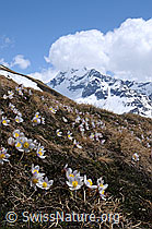 F057850: Frühlingsanemonen und Berg