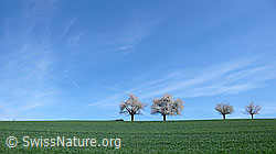 F057908: Blühende Kirschbäume