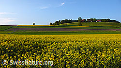 Photo: Blühender Raps