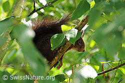 Eichhörnchen (Sciurus vulgaris) (F058093) Eichhörnchen (Sciurus vulgaris) (F058093)