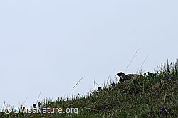 Foto: Schneehuhn (Lagopus mutus)  in Bergwiese
