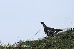 Foto: Alpenschneehuhn (Lagopus mutus) auf einer Bergwiese