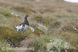 Foto: Schneehuhn (Lagopus mutus)