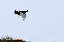 Foto: Fliegendes Schneehuhn (Lagopus mutus)