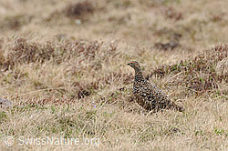 Foto: Schneehuhn (Lagopus mutus) im Sommerkleid