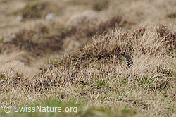Foto: Schneehuhn (Lagopus mutus) im Versteck