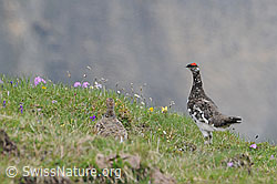Foto: Alpenscheehühner (Lagopus mutus)