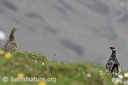 Foto: Schneehühner (Lagopus mutus)