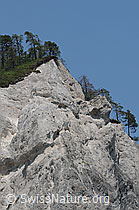 F058734: Felsen der Rheinschlucht