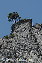 F058738: Baum auf Felsvorsprung