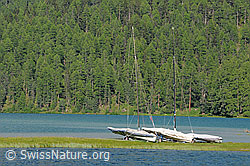 F058801: Segelboote am Silvaplanersee