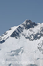 F058864: Piz Bernina, Gipfelbereich