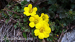 Foto: Berg-Nelkenwurz