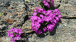 Foto: Rote Felsen-Primel (Primula hirsuta) auf Felsplatte