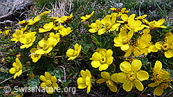 Foto: Kriechende Berg-Nelkenwurz